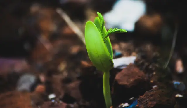 Indoor commercial cannabis cultivation facility with mature flowering plants under controlled grow lights